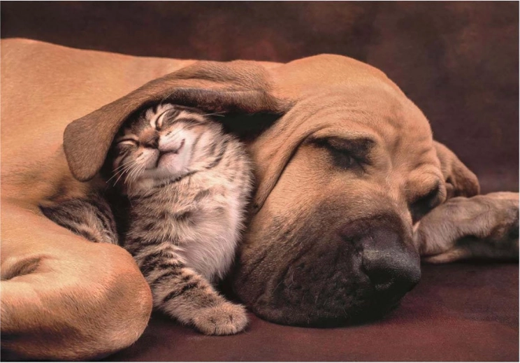 Puzzle Cuddles 500 pieces
