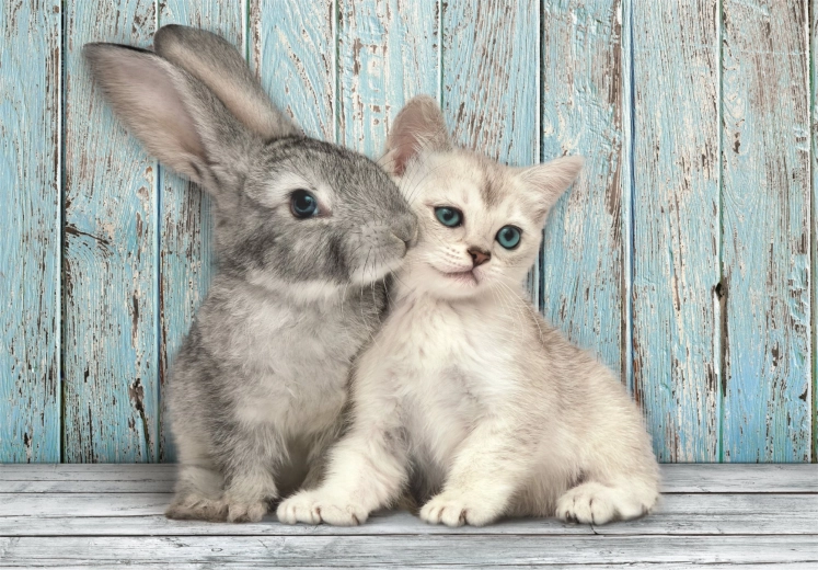 500-piece compact puzzle cat and rabbit