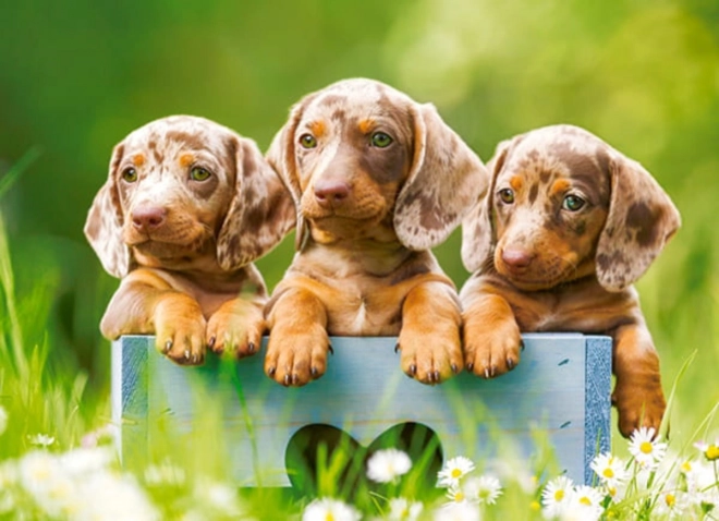 100-Piece Puzzle: Adorable Dachshunds