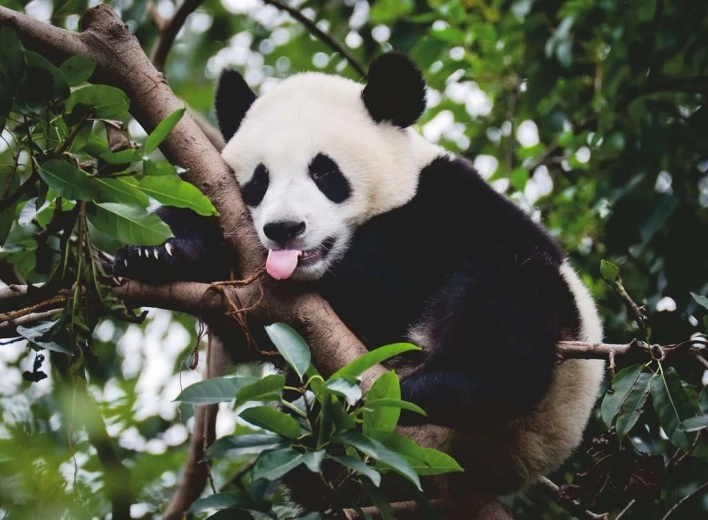 Panda Puzzle by Ravensburger 500 pieces