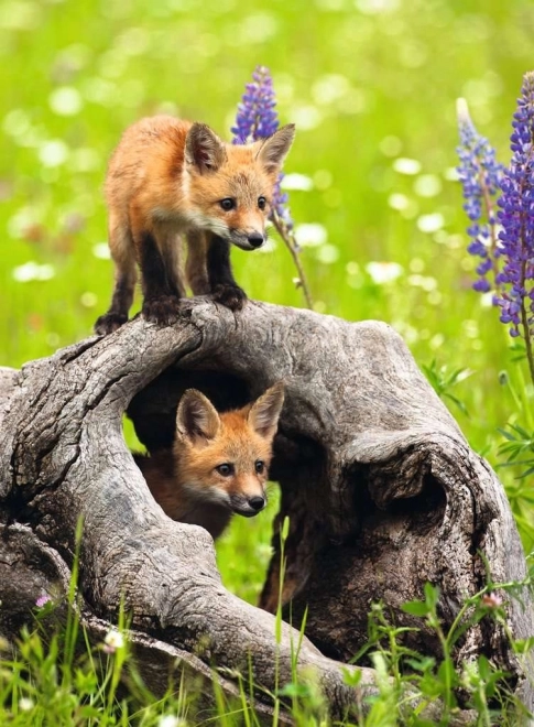 RAVENSBURGER Curious Foxes XXL 300-Piece Puzzle