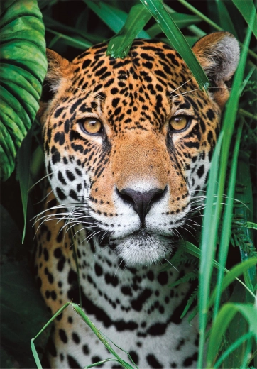 Puzzle 500 pieces Jaguar in the Jungle CLEMENTONI