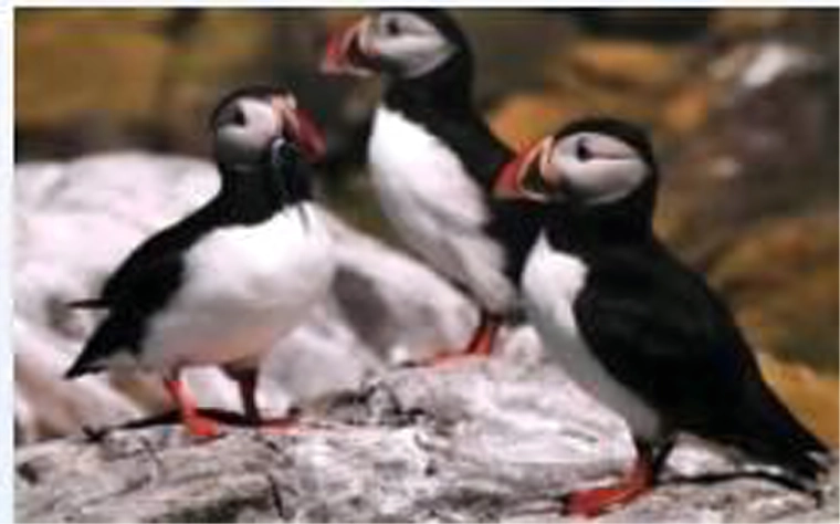 Realistisk motiv af søpapegøjer