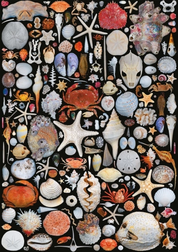 Puzzle From the Beach 1000 pieces PIATNIK
