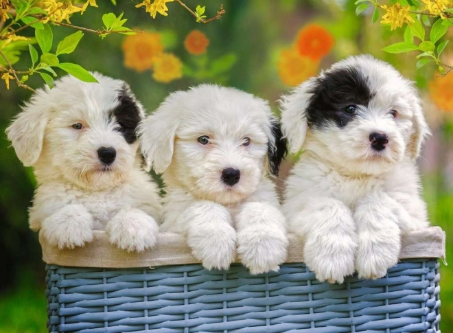RAVENSBURGER Puzzle Cute Puppies XXL 200 pieces
