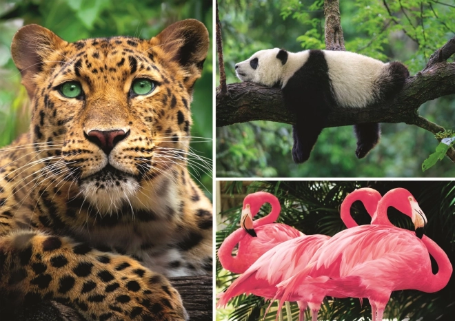 Puzzle animali – collage 1000 pezzi EKO