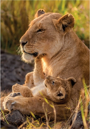 CLEMENTONI puzzle Amour de chats 500 pièces