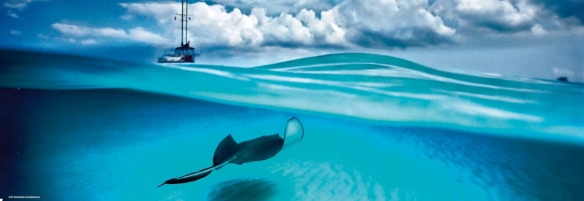 Panoramic Puzzle Stingray - Cayman Islands 1000 Pieces