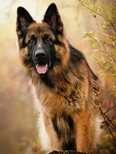 Diamantmaling – schæferhund 30 × 40 cm