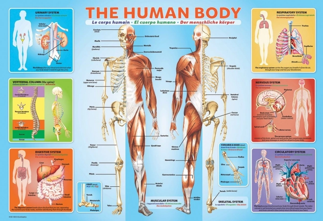 Human Body Puzzle 200 Pieces
