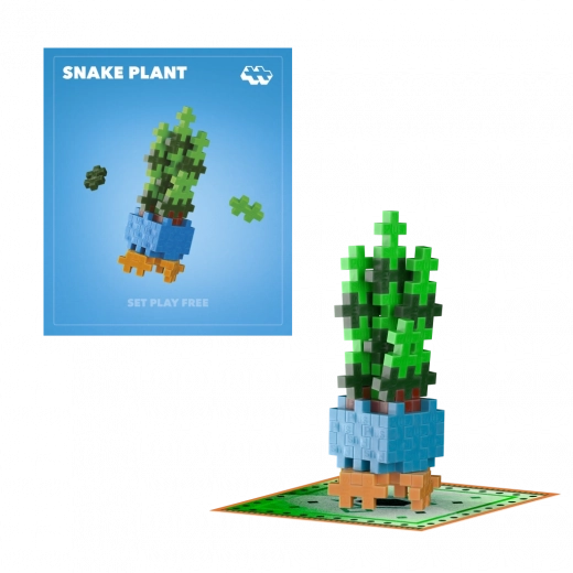 Plus-Plus flower Snake Plant