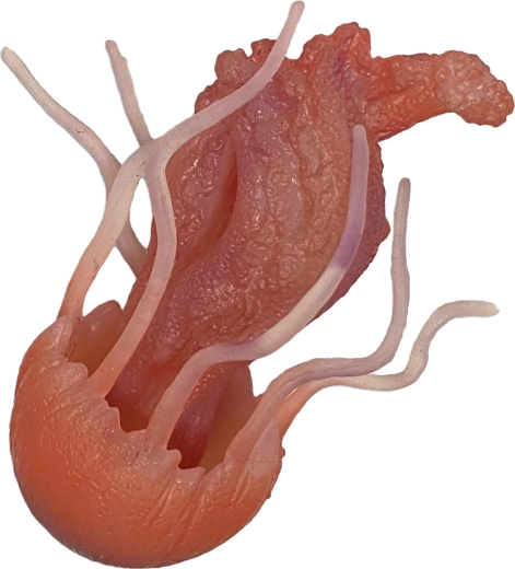 Méduse en caoutchouc 10 cm – jouet pour bain et piscine