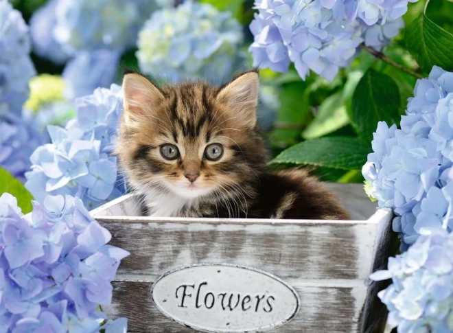 RAVENSBURGER Puzzle Little Kitten XXL 300 pieces