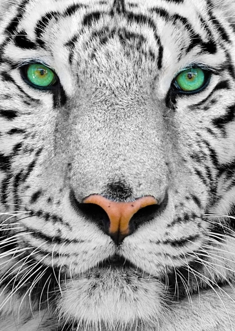 Enjoy puzzel witte Siberische tijger 1000 stukjes