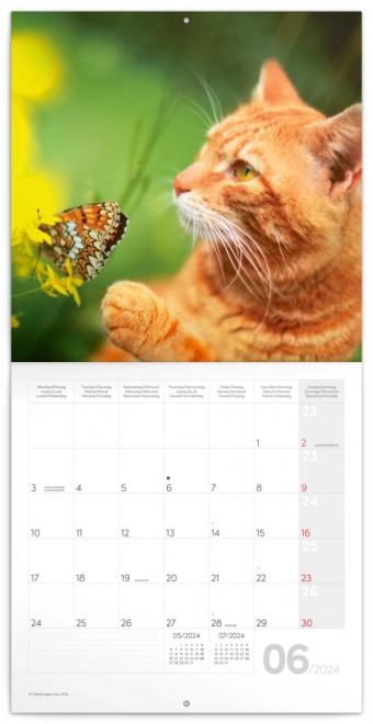 Cat Wall Calendar 2024