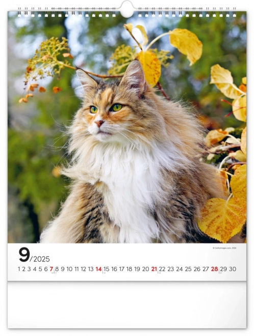 Wall Calendar Cats 2025