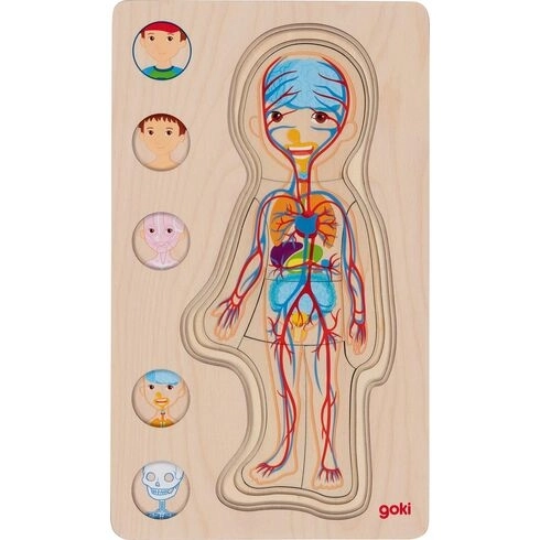 Layered Puzzle Boy - Human Body Inside Out