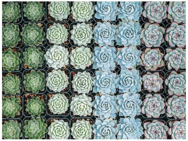 Vivid colors and detailed succulent motifs