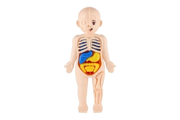 Human Body Puzzle Set