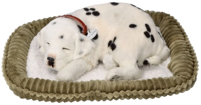 Perfect Petzzz lélegző dalmata