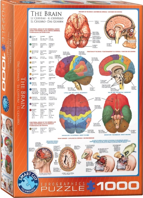 Puzzle cervello anatomia 1000 pezzi