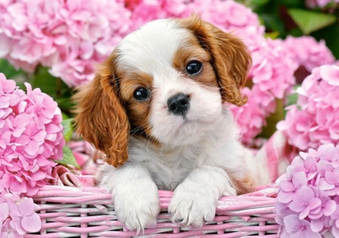 Puppy in Pink Flowers Puzzle