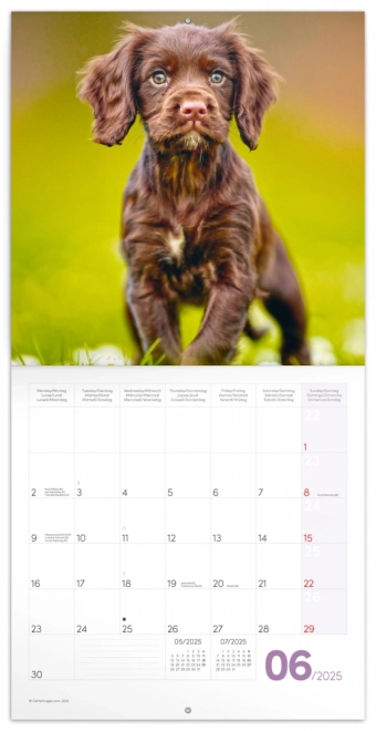 Notique Puppies 2025 Wall Calendar