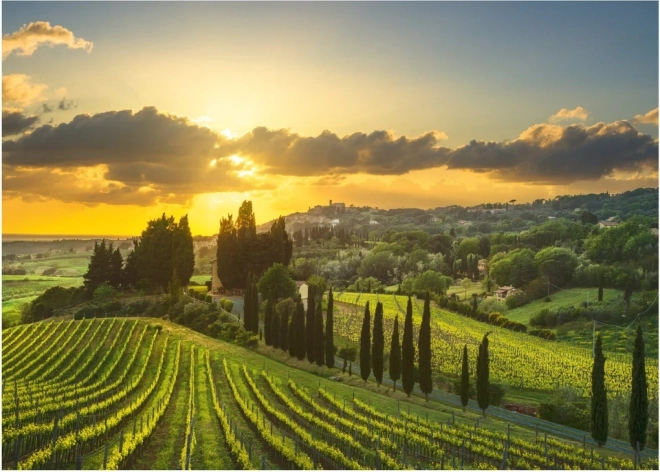 Puzzle Vignoble Maremma XL 500 pièces
