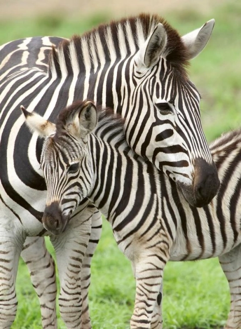 Children's Puzzle 2D Zebras