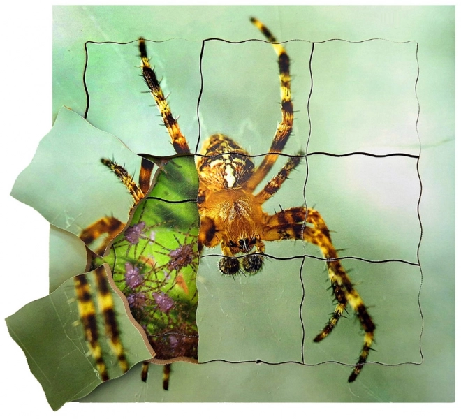 Wooden Layered Spider Life Cycle Puzzle