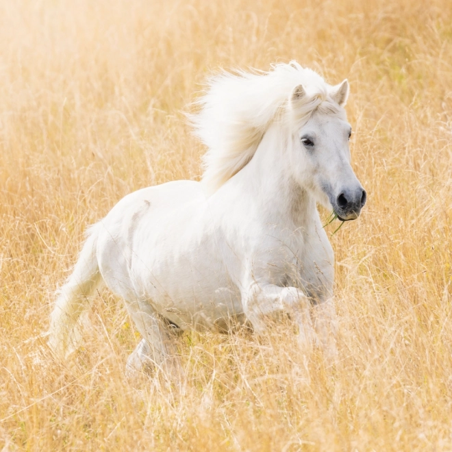 Notique Horse Calendar by Christiane Slawik 2025