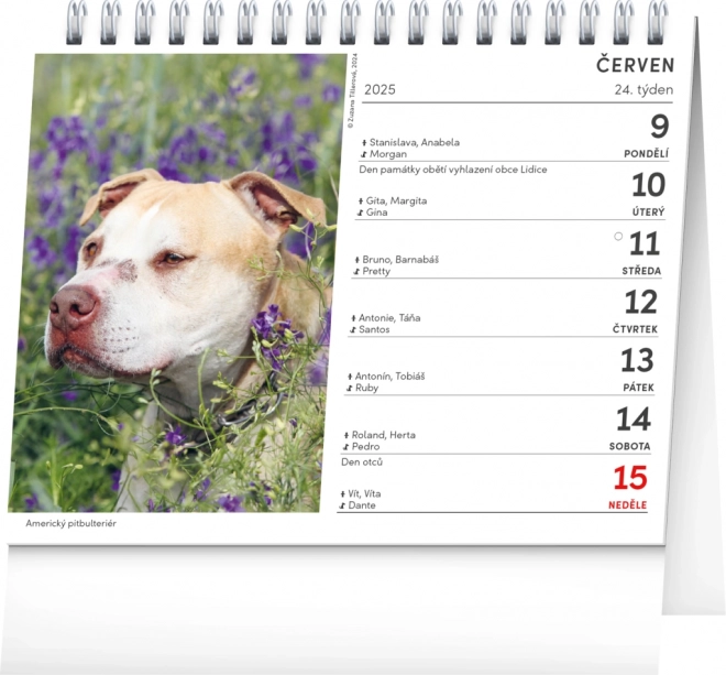 Dog-Themed Desk Calendar 2025