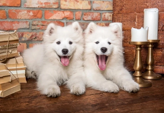 Puzzle Samoyed Puppies Say Hello