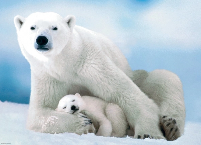 Puzzle Eurographics Orso Polare e Cucciolo 1000 pezzi