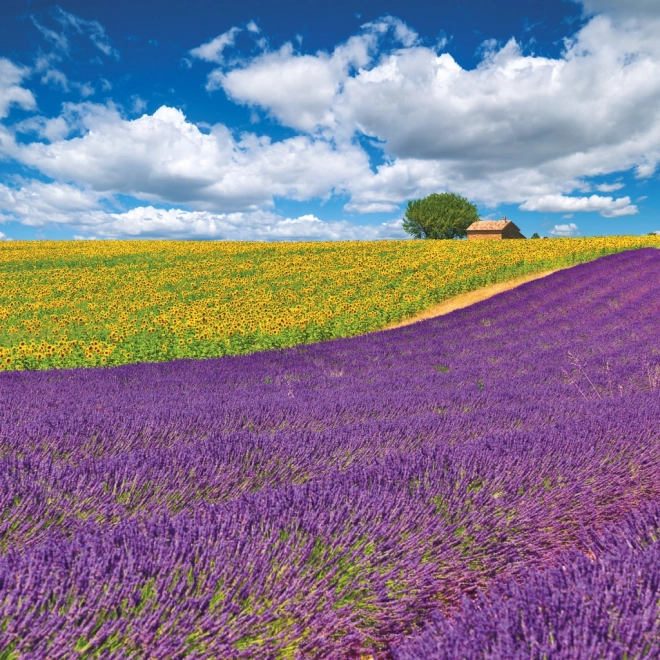 Notebook Calendar Provence 2026