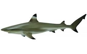 Collecta Blacktip Reef Shark Figurine