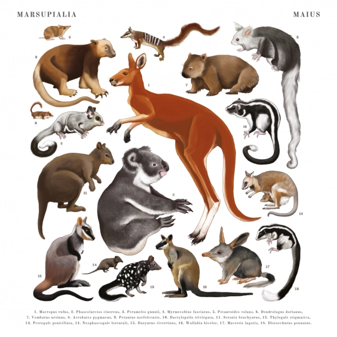 Animalium Calendar 2025