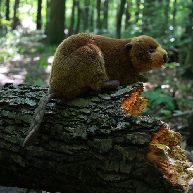 Plush Beaver Eco-Friendly