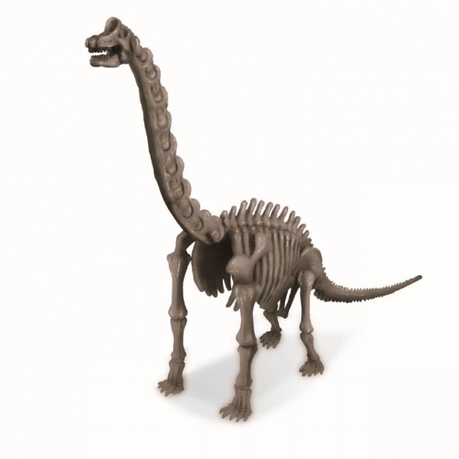 4M Dinosaur Skeleton Excavation Set - Brachiosaurus