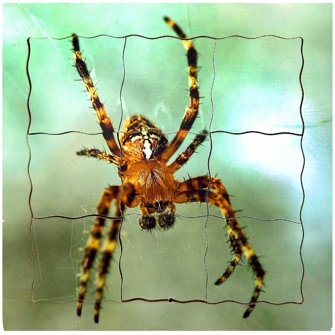 Wooden Layered Spider Life Cycle Puzzle