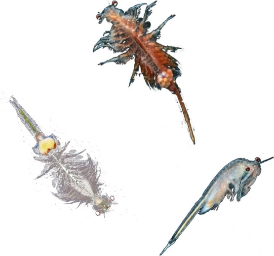 Ideale per bambini 8–12 anni