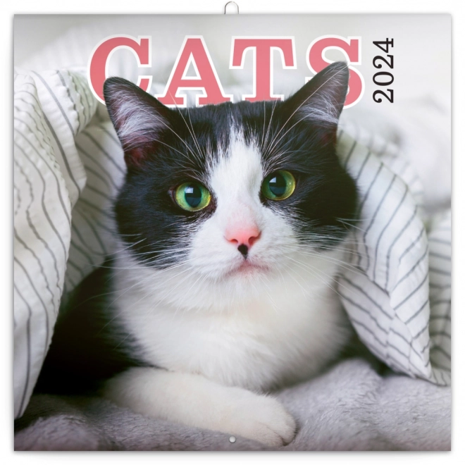 Cat Wall Calendar 2024