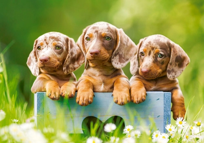 Adorable Dachshunds Puzzle