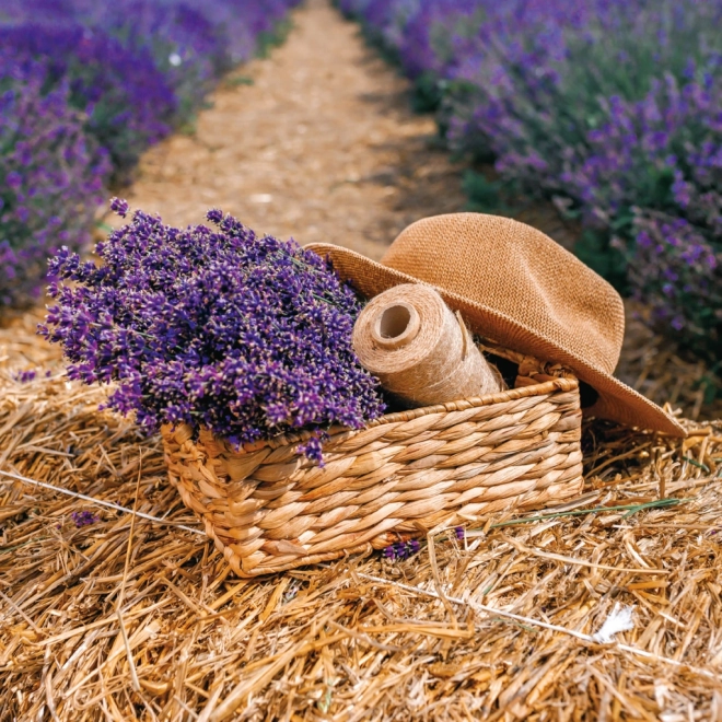 Notebook Calendar Provence 2026