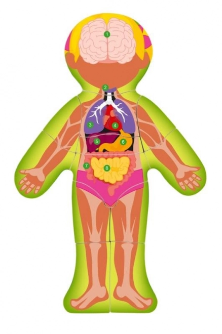 Woody Double-Sided Human Body Puzzle - Girl