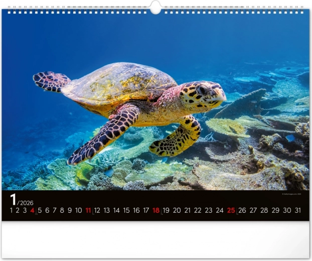 Január tengeri teknős világa