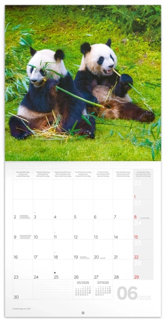 Notique Panda Wall Calendar 2025