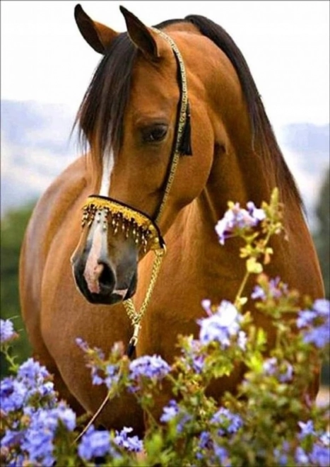 Diamond Painting - Horse Tenderness