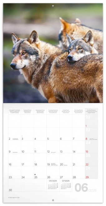 Notique Wolves Wall Calendar 2025