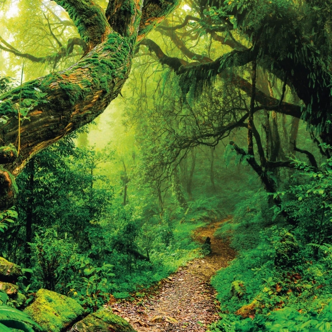 Rainforest Scenic Calendar 2025